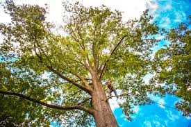 Best Tree Preservation Services  in White City, OR