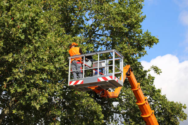 Tree and Shrub Care in White City, OR