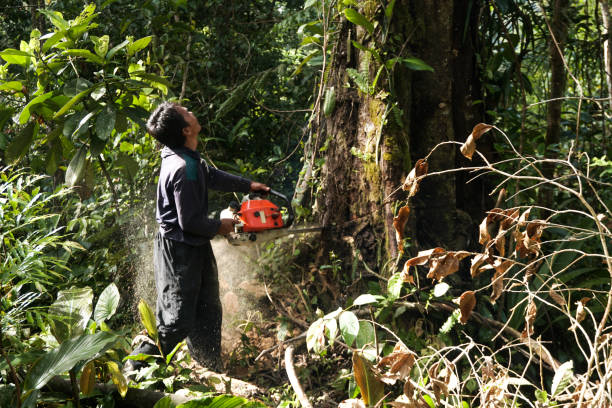 Best Seasonal Cleanup (Spring/Fall)  in White City, OR