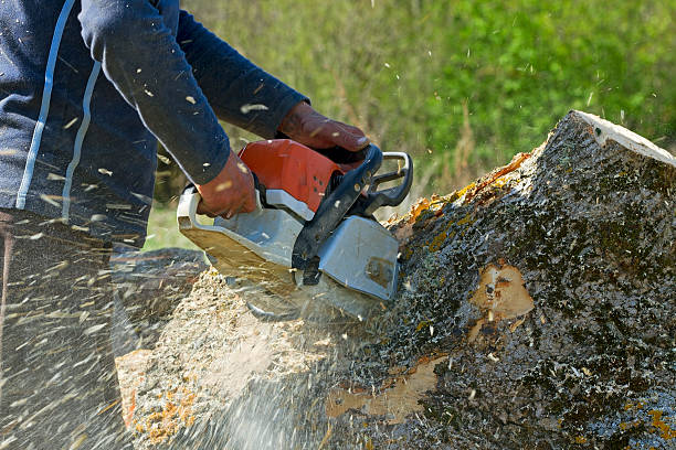 Best Stump Grinding and Removal  in White City, OR